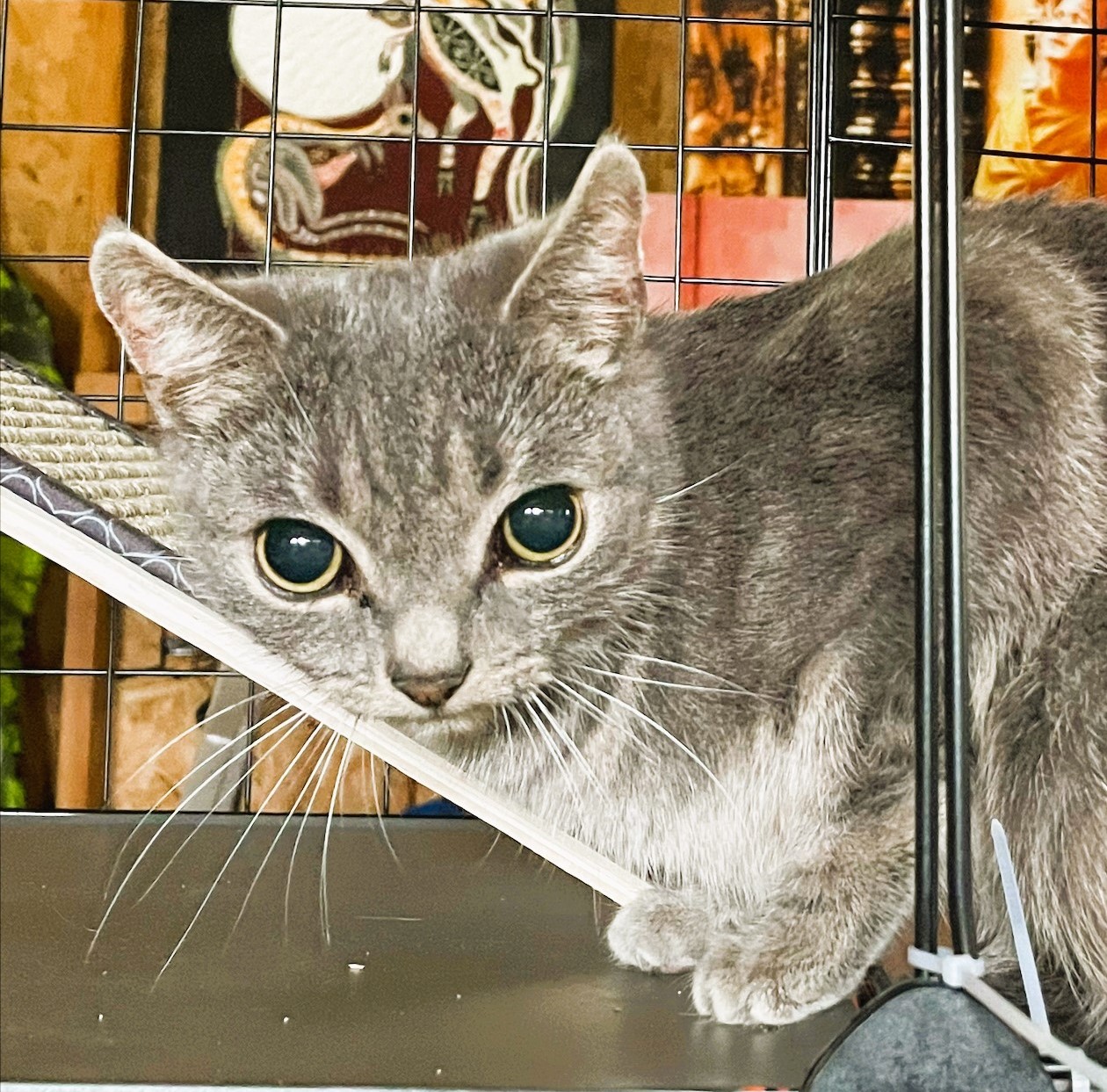 Enlarge Melon, a Adopted Domestic Short Hair in Piscataway, NJ image 5/6