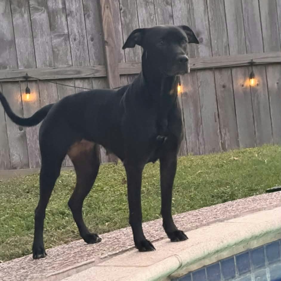 Couture, Adoptable, Young Female Labrador Retriever.