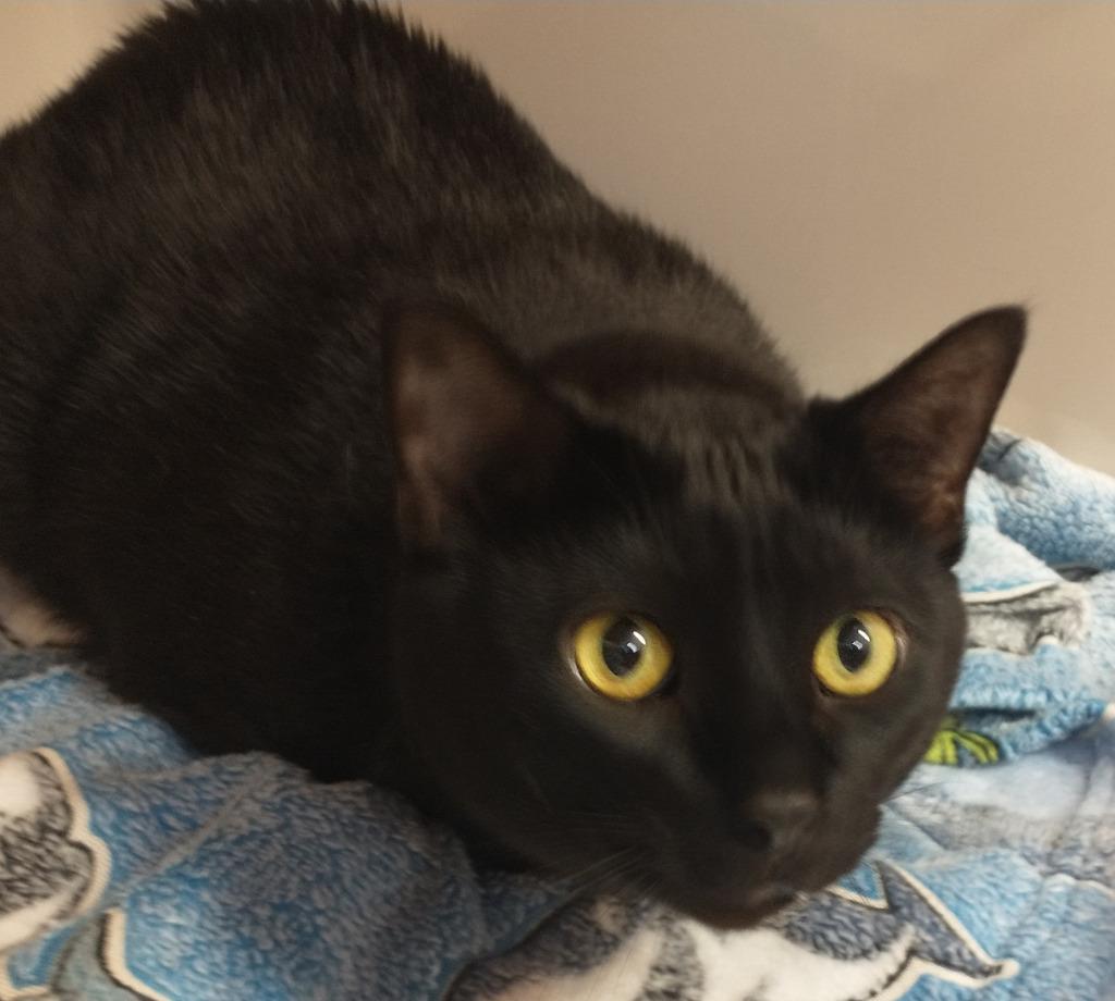 Enlarge Loki, a Adoptable Domestic Short Hair in Tomah, WI image 1/1