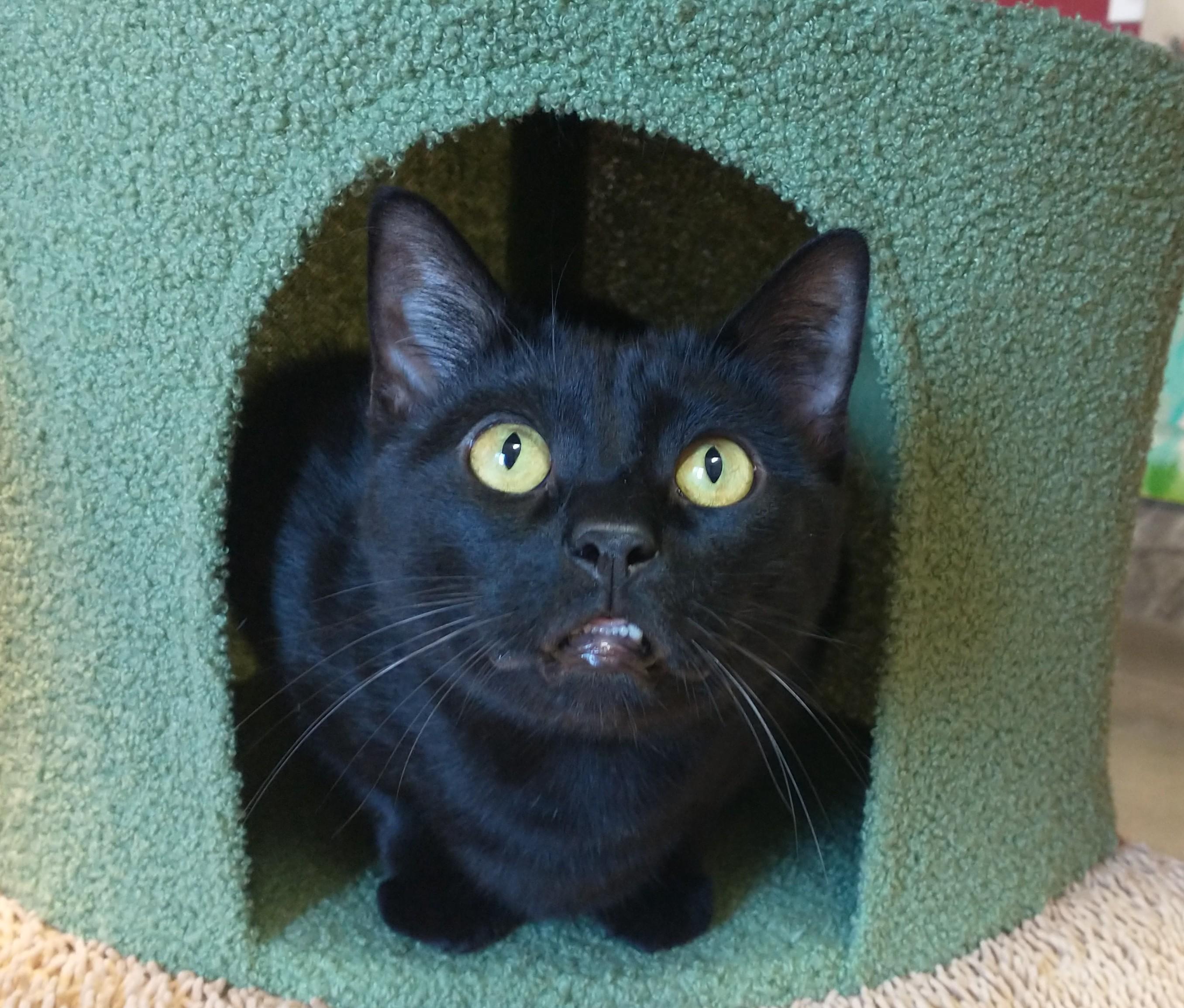 Loki, Adoptable, Adult Male Domestic Short Hair.