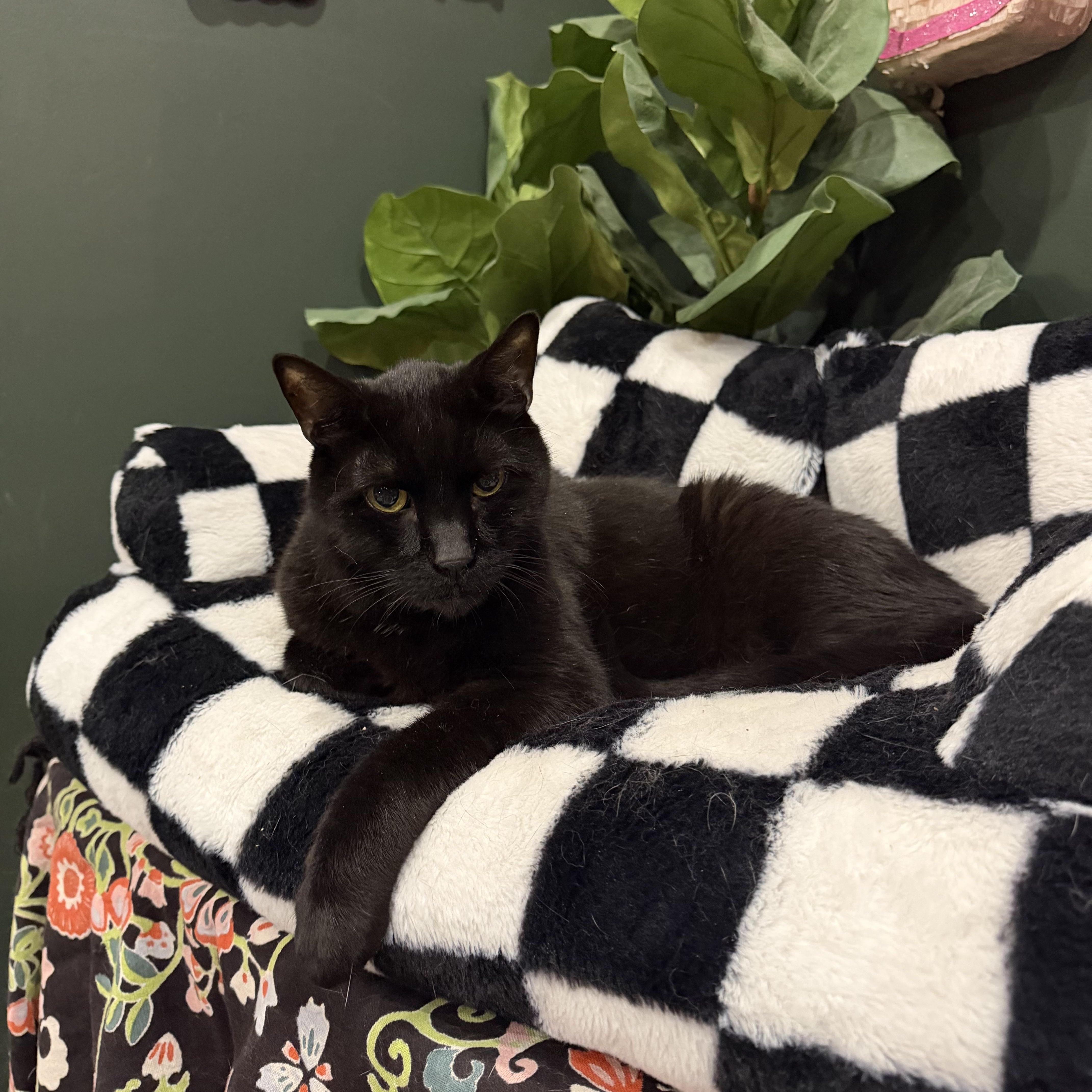 Abott, ADOPTABLE, Adult Male Domestic Short Hair.