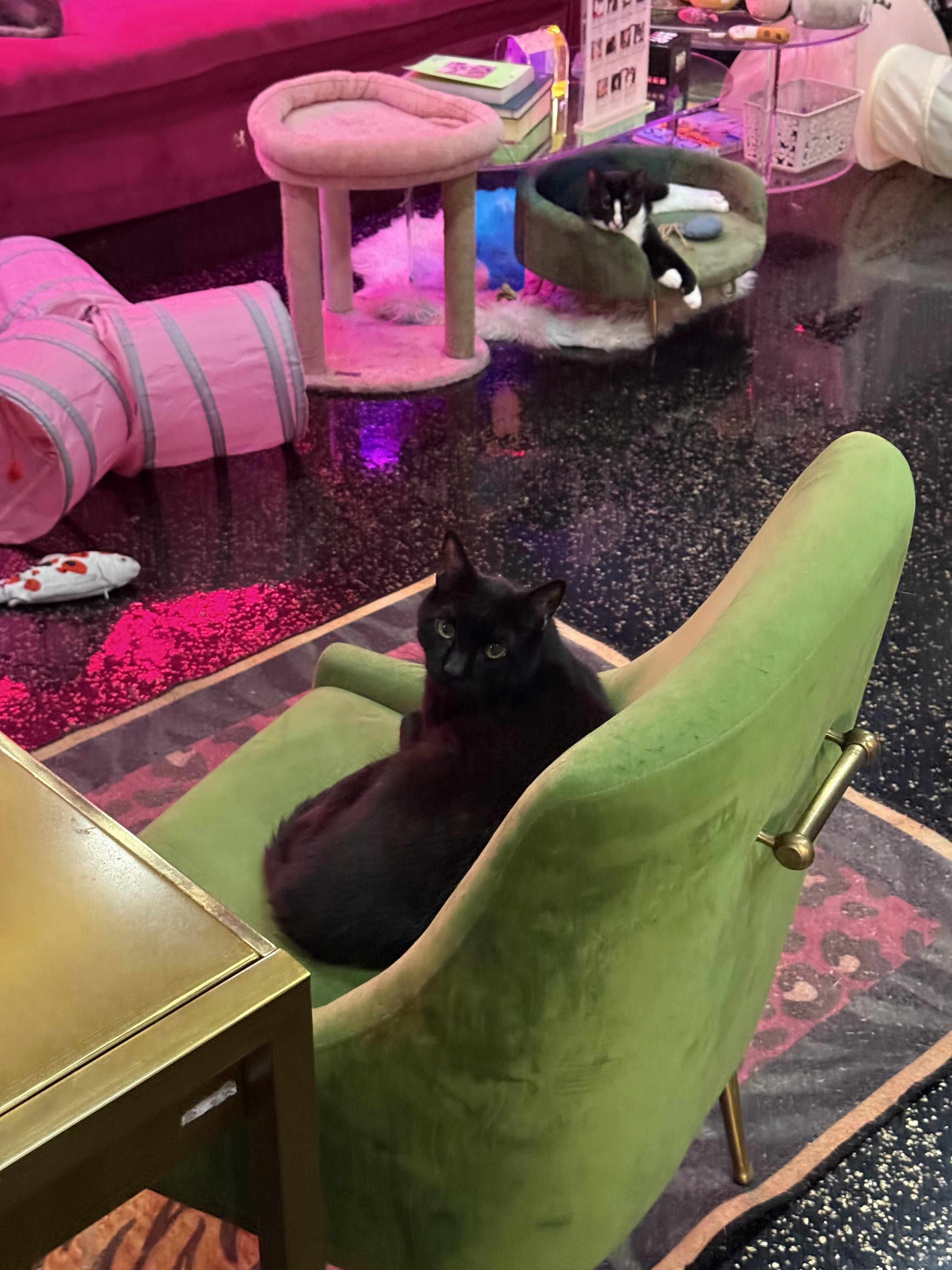 Enlarge Abott, a ADOPTABLE Domestic Short Hair in Kennebunk , ME image 3/3