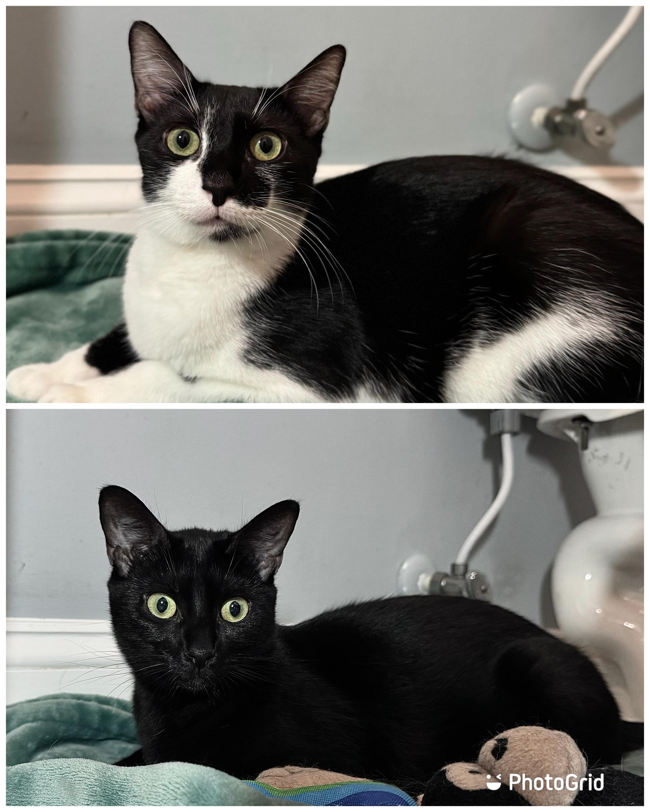 Daisy & Bentley, Adult Female Domestic Short Hair