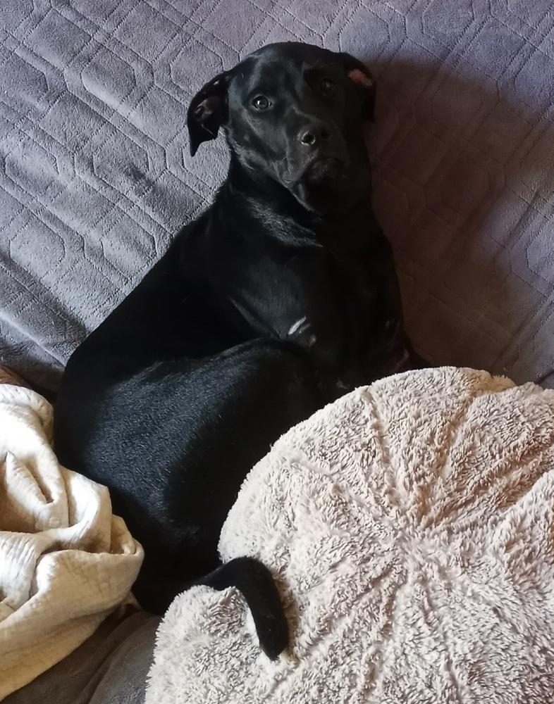 Enlarge Belle Beauty, a Adopted mixed breed in Boonville, MO image 1/3