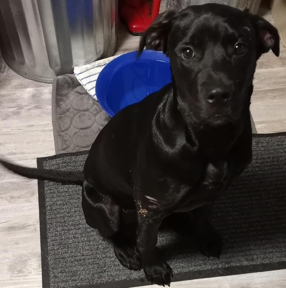 Enlarge Belle Beauty, a Adopted mixed breed in Boonville, MO image 2/3