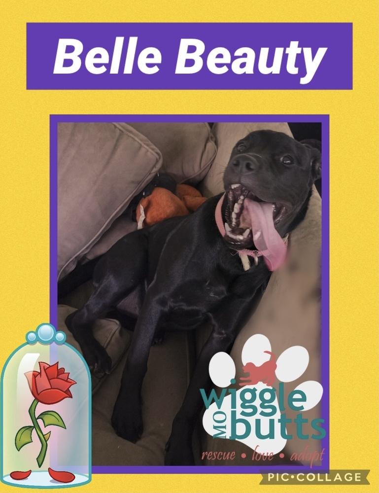 Enlarge Belle Beauty, a Adopted mixed breed in Boonville, MO image 3/3