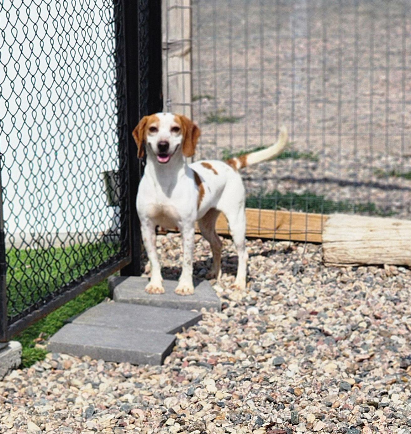 Saturn, an adoptable Beagle in Hartville, WY, 82215 | Photo Image 1