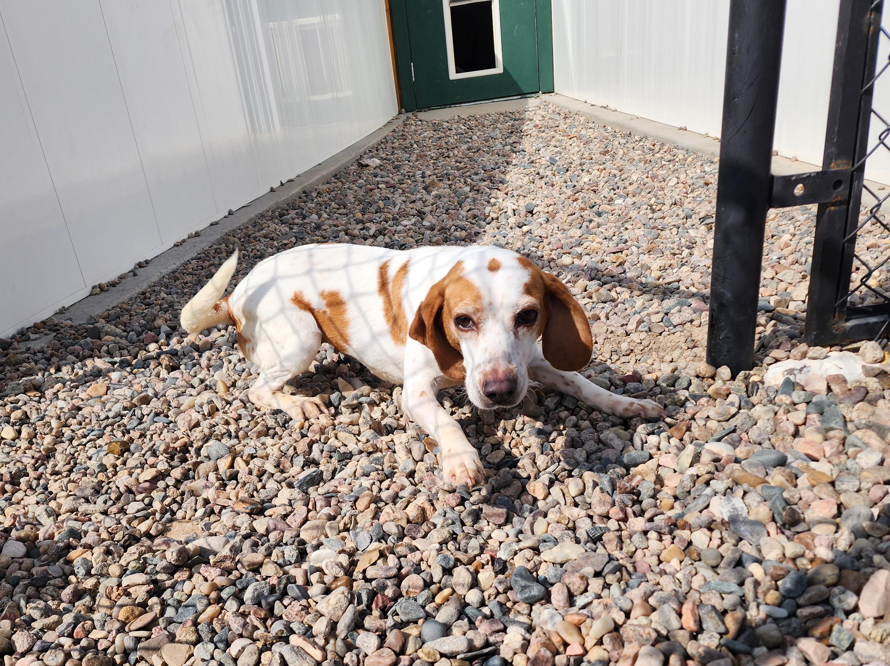 Saturn, an adoptable Beagle in Hartville, WY, 82215 | Photo Image 2