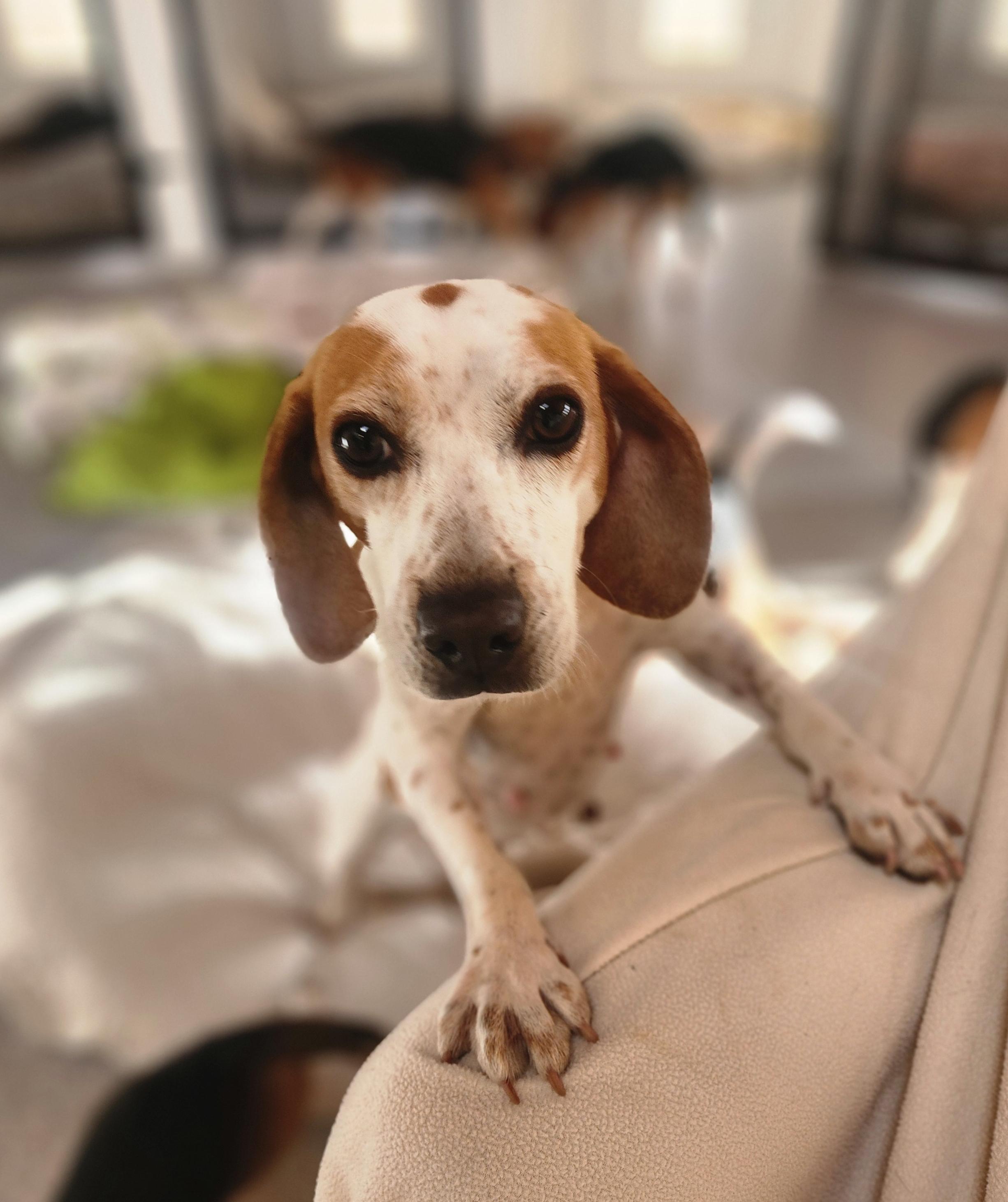 Saturn, an adoptable Beagle in Hartville, WY, 82215 | Photo Image 1