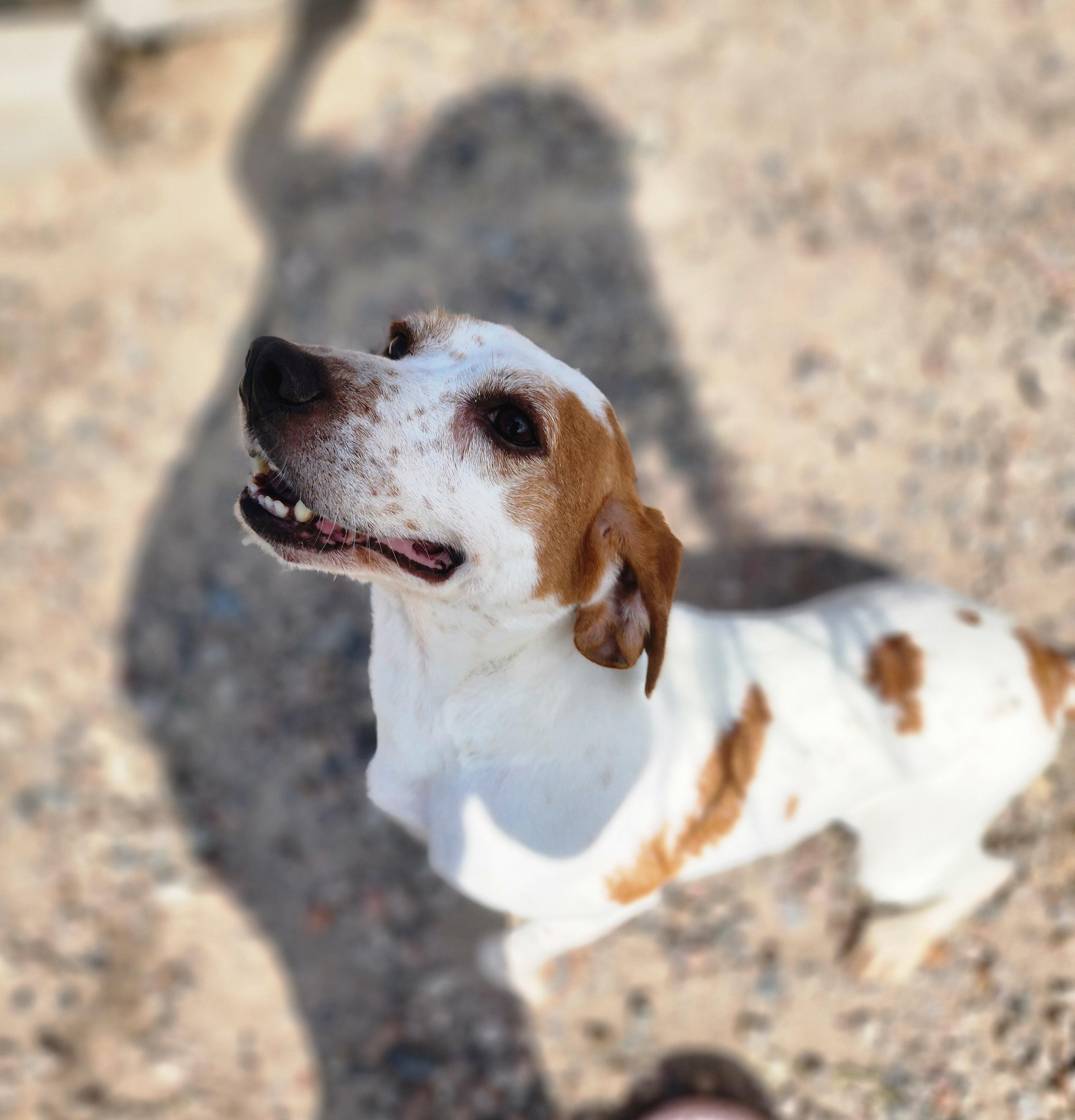Saturn, an adoptable Beagle in Hartville, WY, 82215 | Photo Image 4