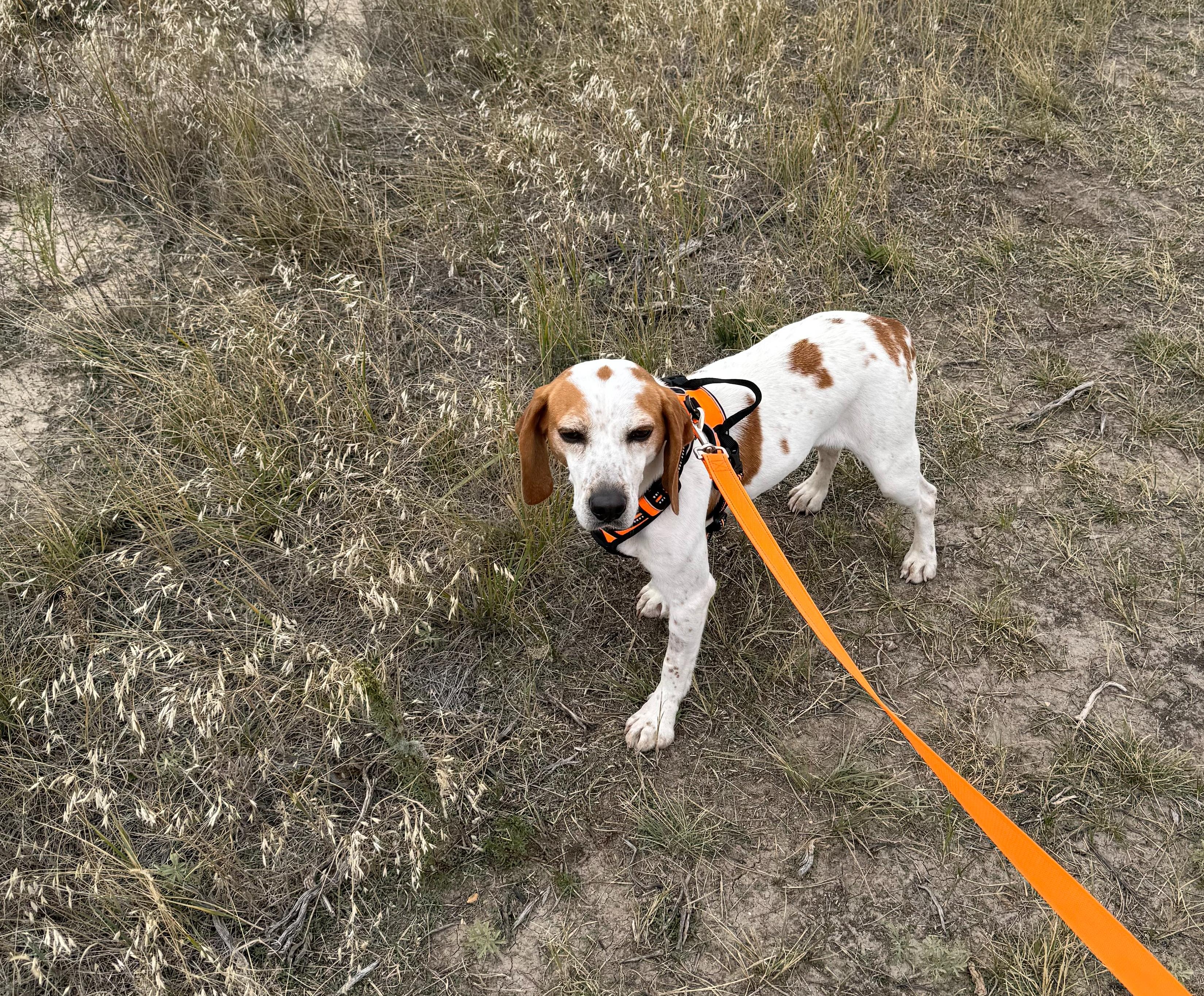 Saturn, an adoptable Beagle in Hartville, WY, 82215 | Photo Image 3