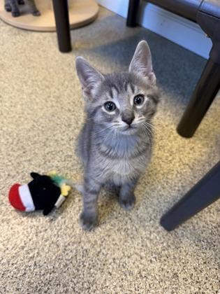 Enlarge Squid, a Adoptable mixed breed in Harbor Springs, MI image 1/2