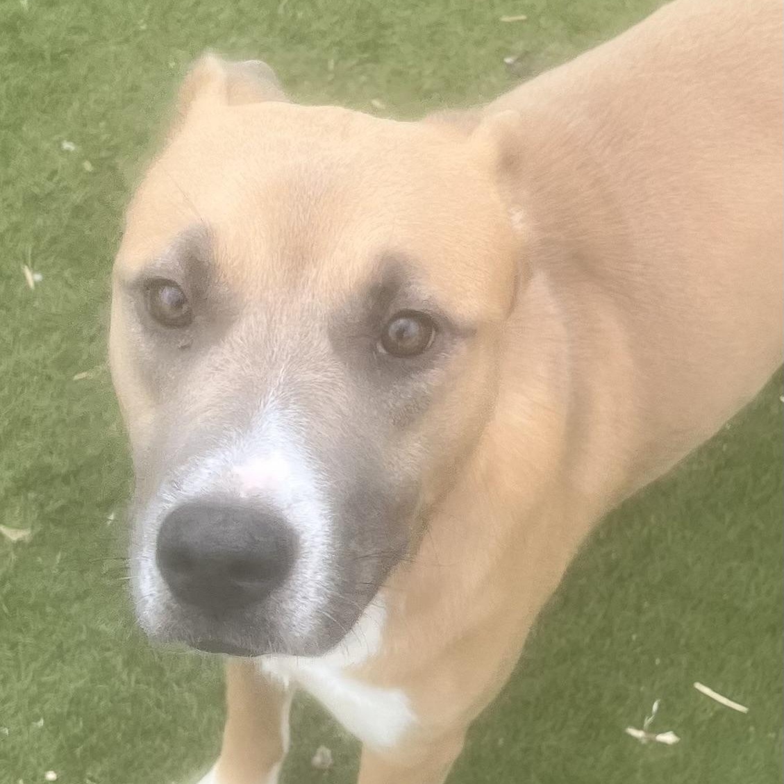 Goldie! Miss Congeniality! , a Adoptable mixed breed in East Hartford, CT image 5/6