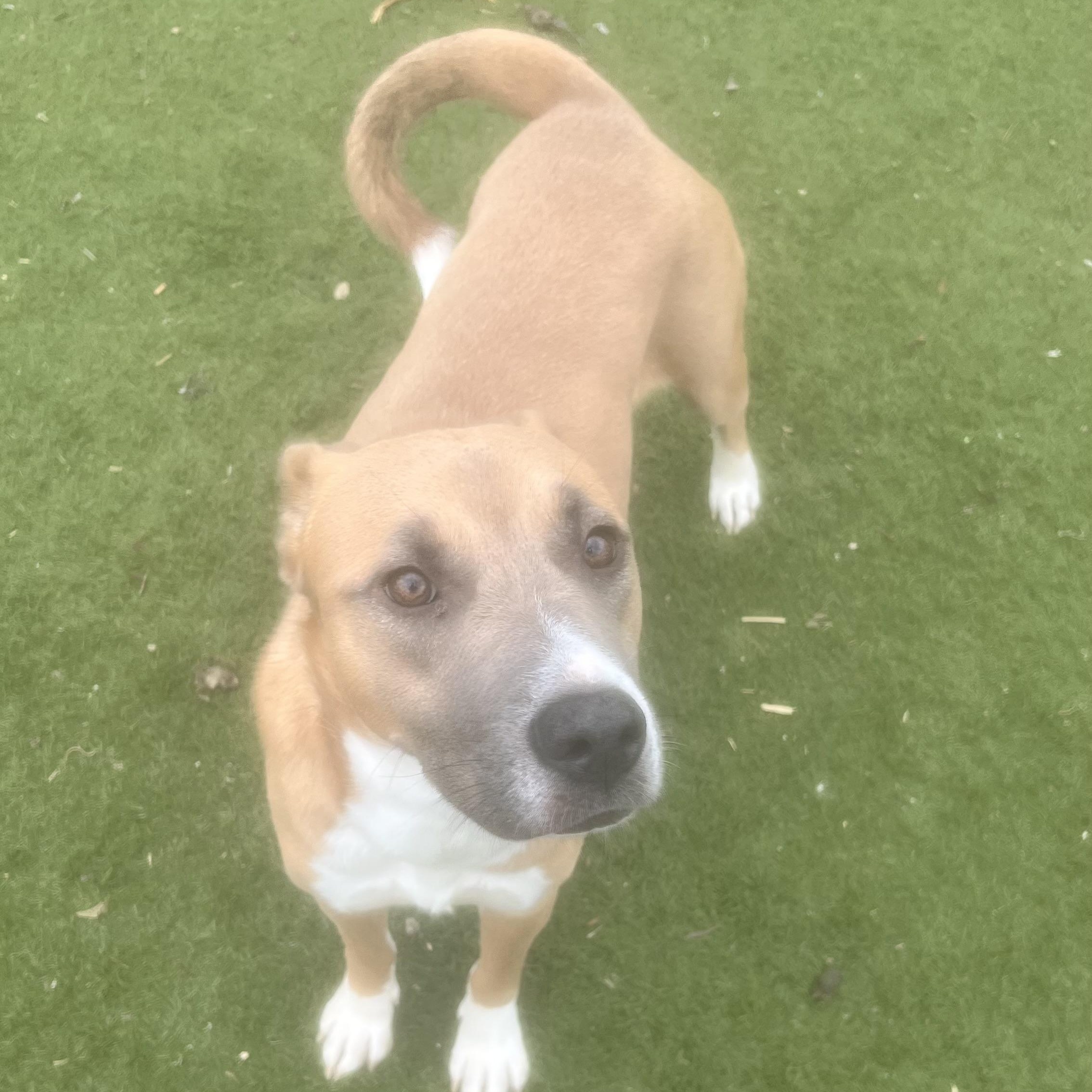 Goldie! Miss Congeniality! , a Adoptable mixed breed in East Hartford, CT image 2/6