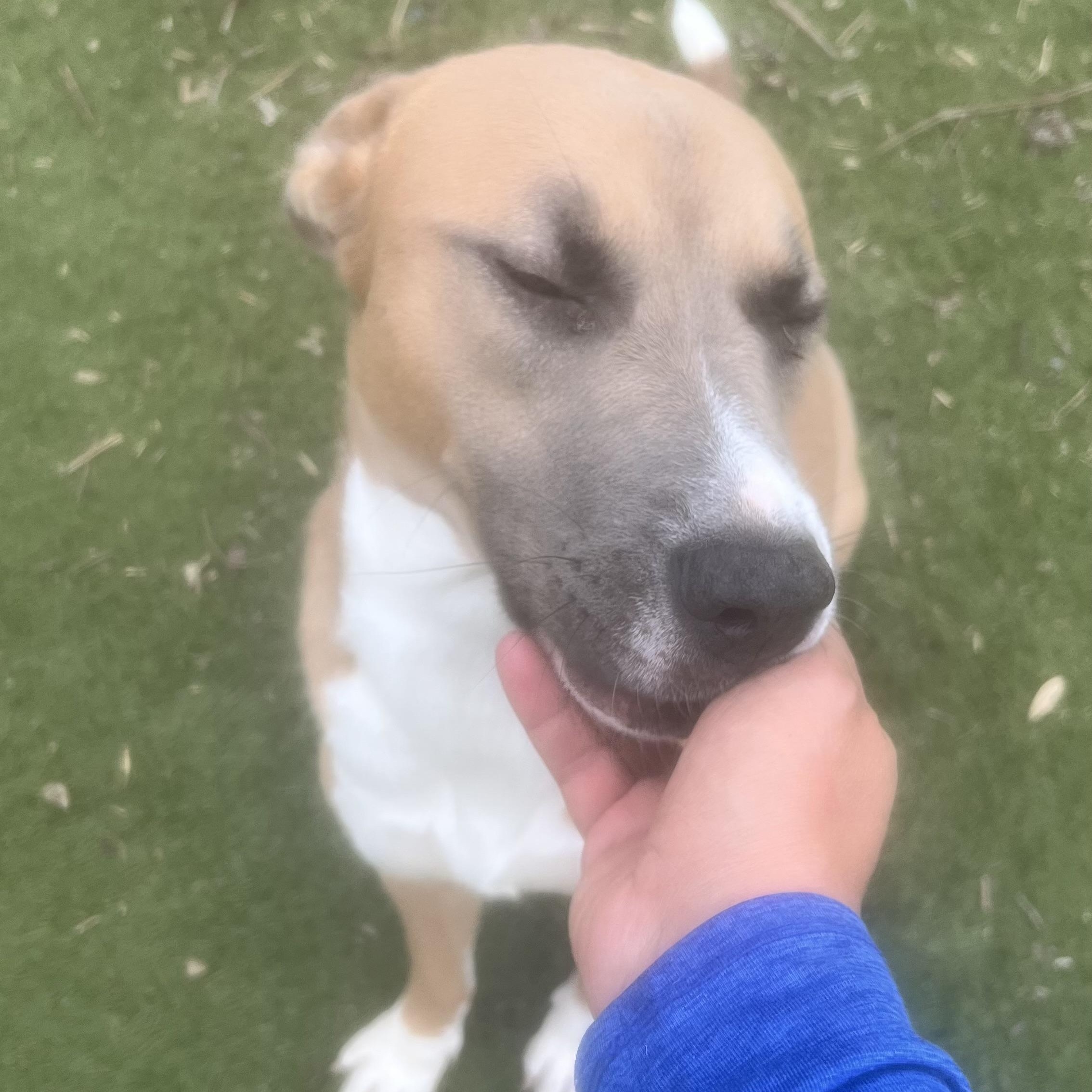 Goldie! Miss Congeniality! , Adoptable, Young Female Mixed Breed & Black Mouth Cur.