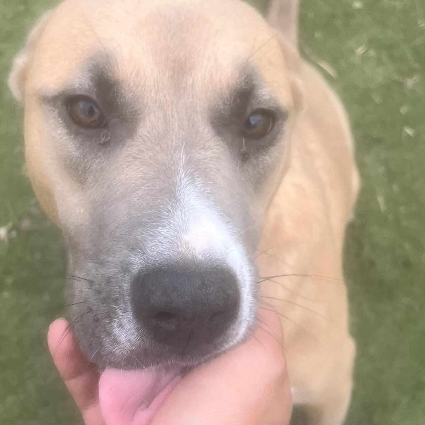 Goldie! Miss Congeniality! , a Adoptable mixed breed in East Hartford, CT image 6/6