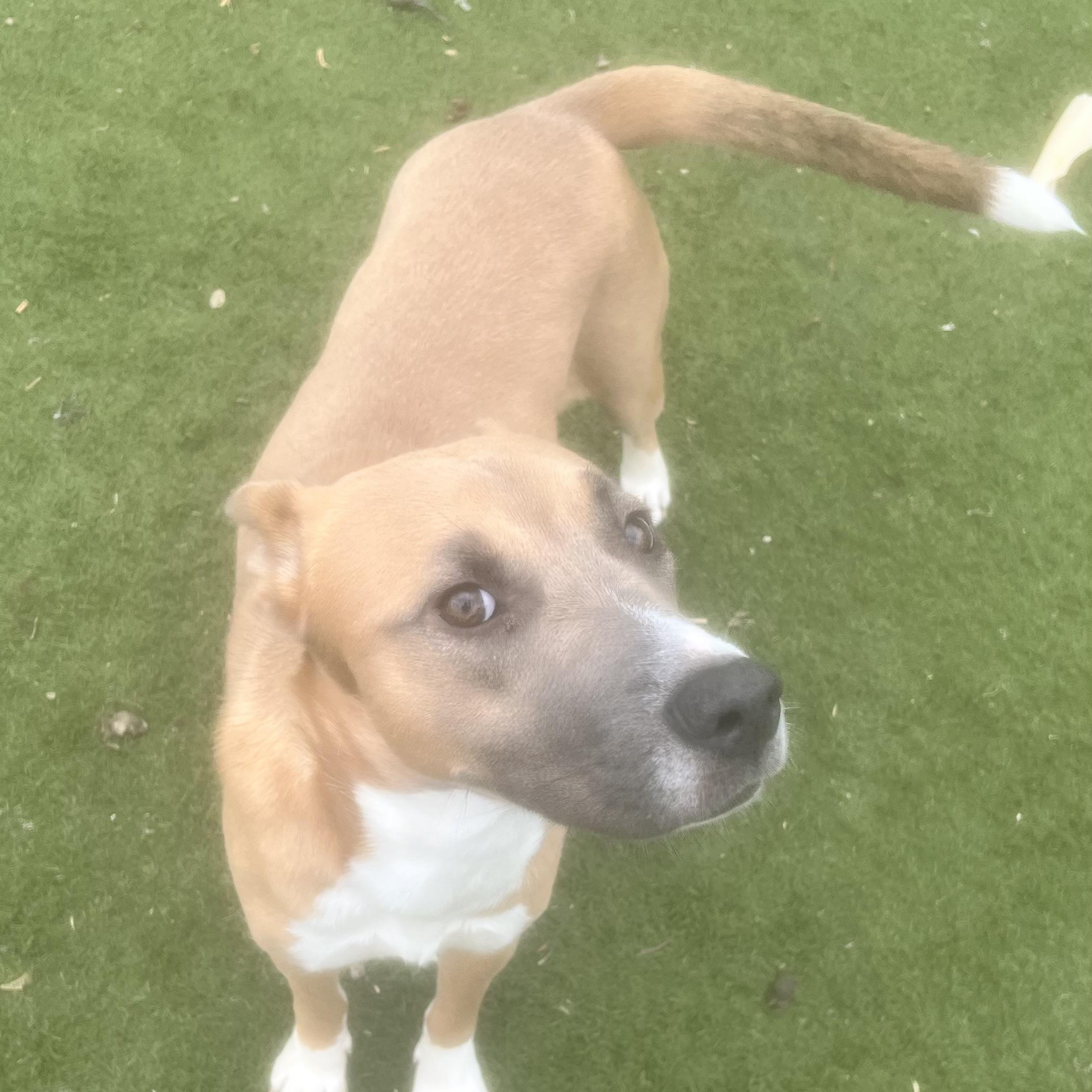 Goldie! Miss Congeniality! , a Adoptable mixed breed in East Hartford, CT image 4/6