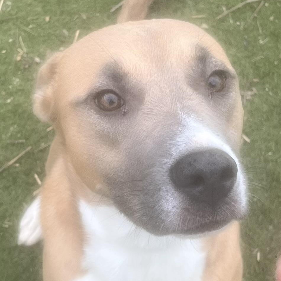 Goldie! Miss Congeniality! , a Adoptable mixed breed in East Hartford, CT image 3/6