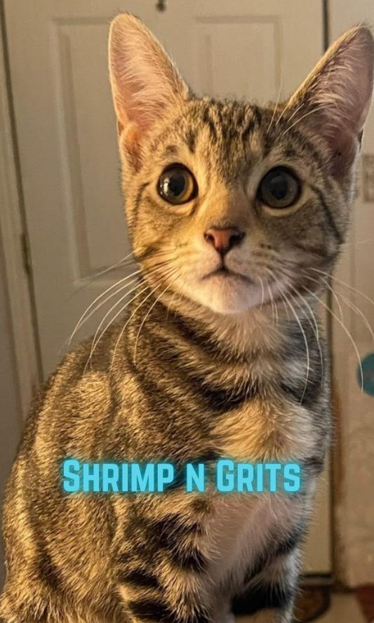 Enlarge Shrimp n Grits, a Adoptable mixed breed in Clarksville, TN image 1/5