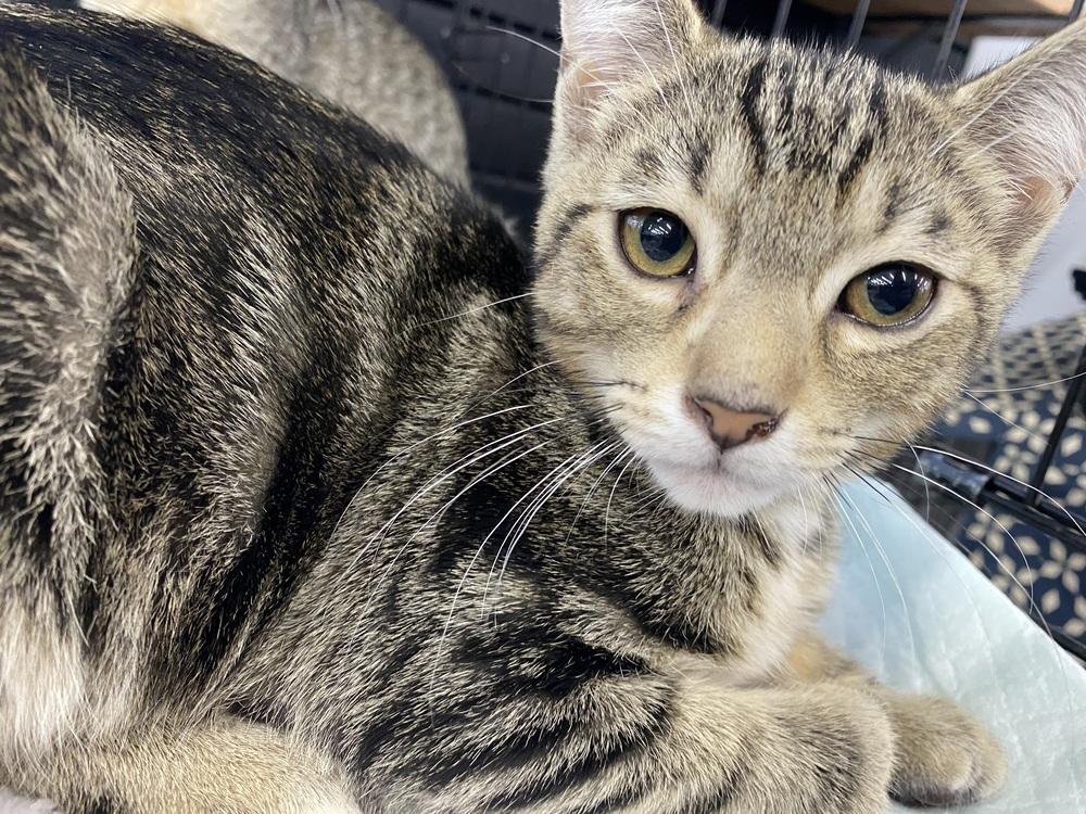 Enlarge Shrimp n Grits, a Adoptable mixed breed in Clarksville, TN image 2/5