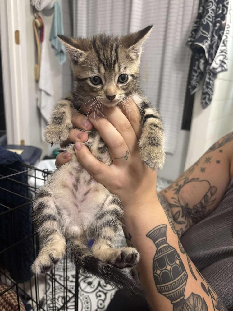 Enlarge Shrimp n Grits, a Adoptable mixed breed in Clarksville, TN image 3/5