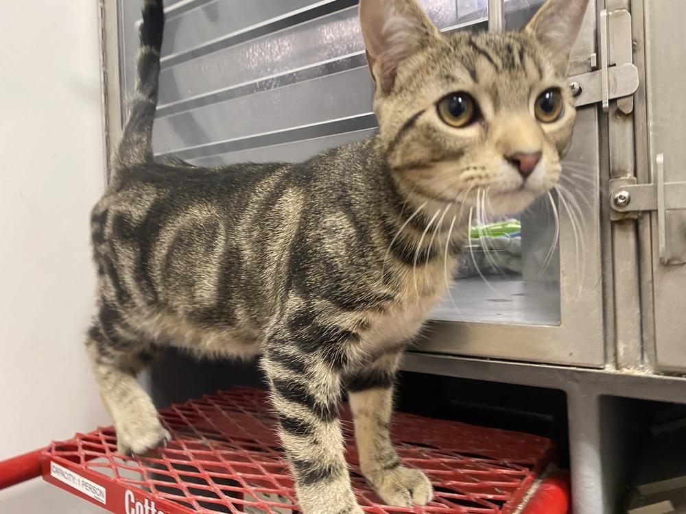 Enlarge Shrimp n Grits, a Adoptable mixed breed in Clarksville, TN image 6/6