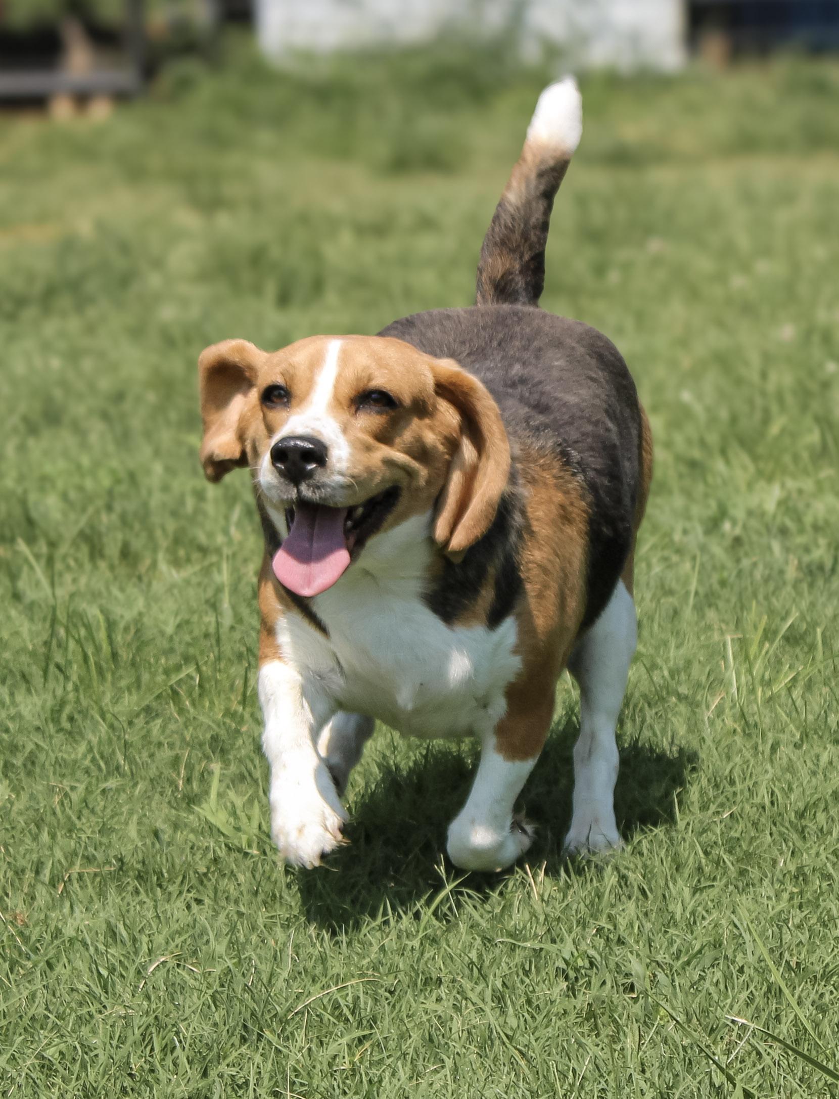 Enlarge Lil Stinker, an adopted Beagle in Neosho, MO image 2/3