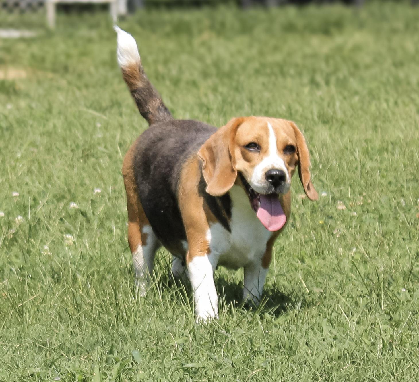 Lil Stinker, adopted, Adult Female Beagle.