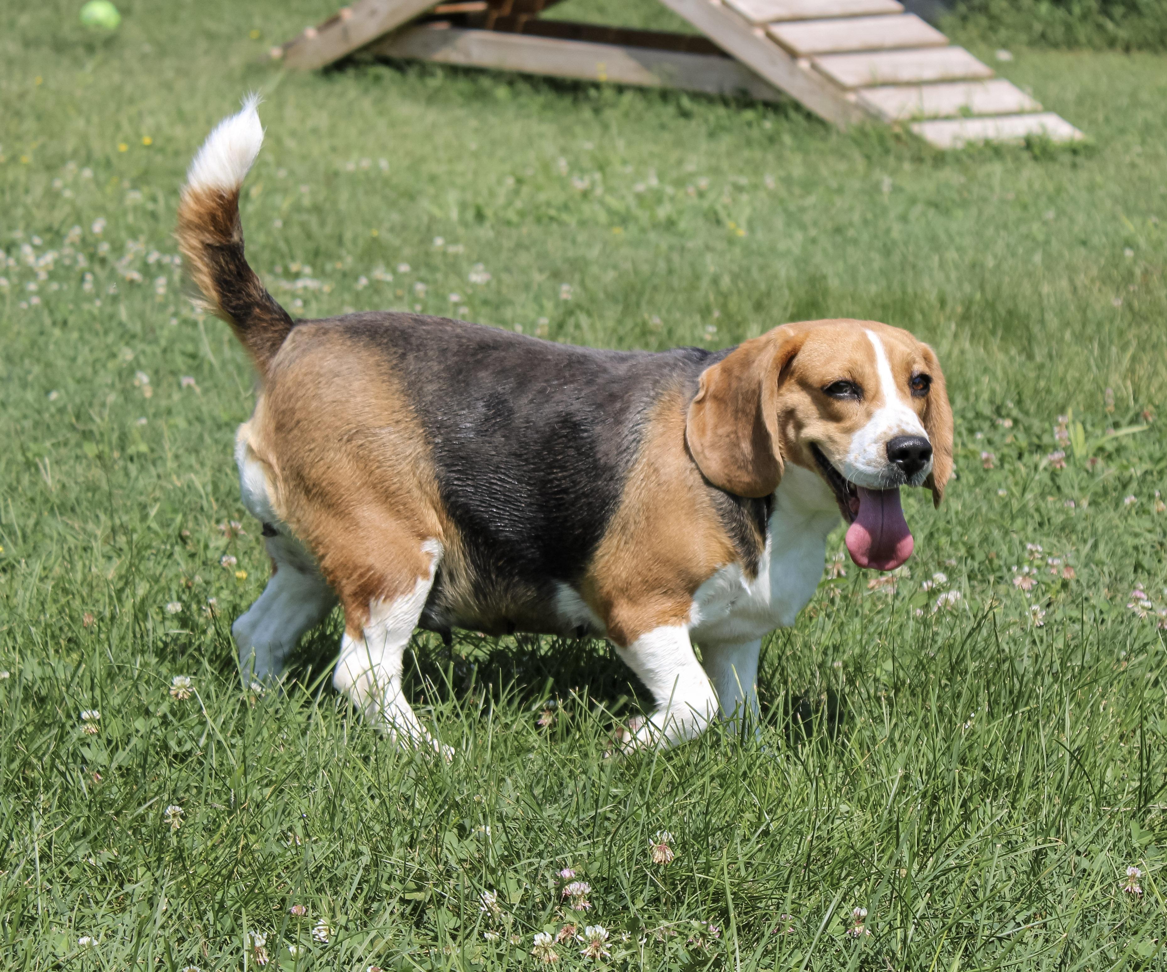 Enlarge Lil Stinker, an adopted Beagle in Neosho, MO image 3/3