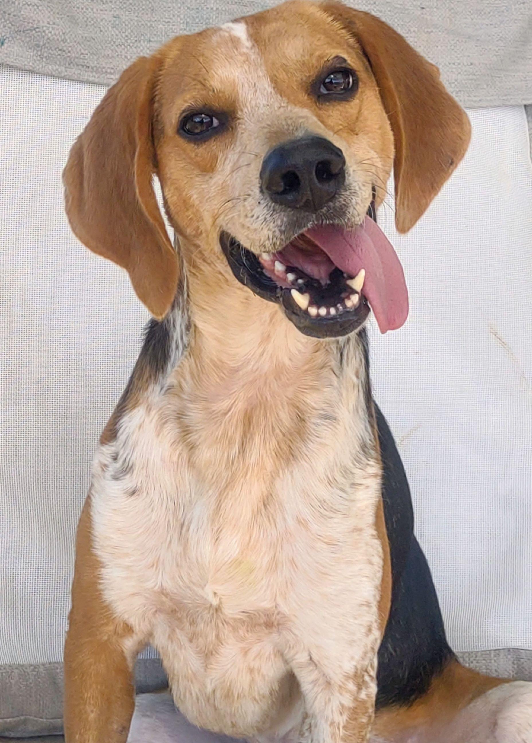 Tucker, an adoptable Harrier in Culpeper, VA, 22701 | Photo Image 1
