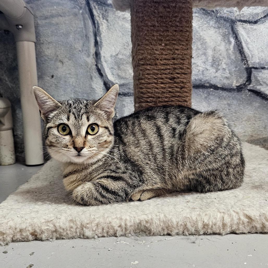 Enlarge Hana, a Adoptable Domestic Short Hair in Laredo, TX image 1/4