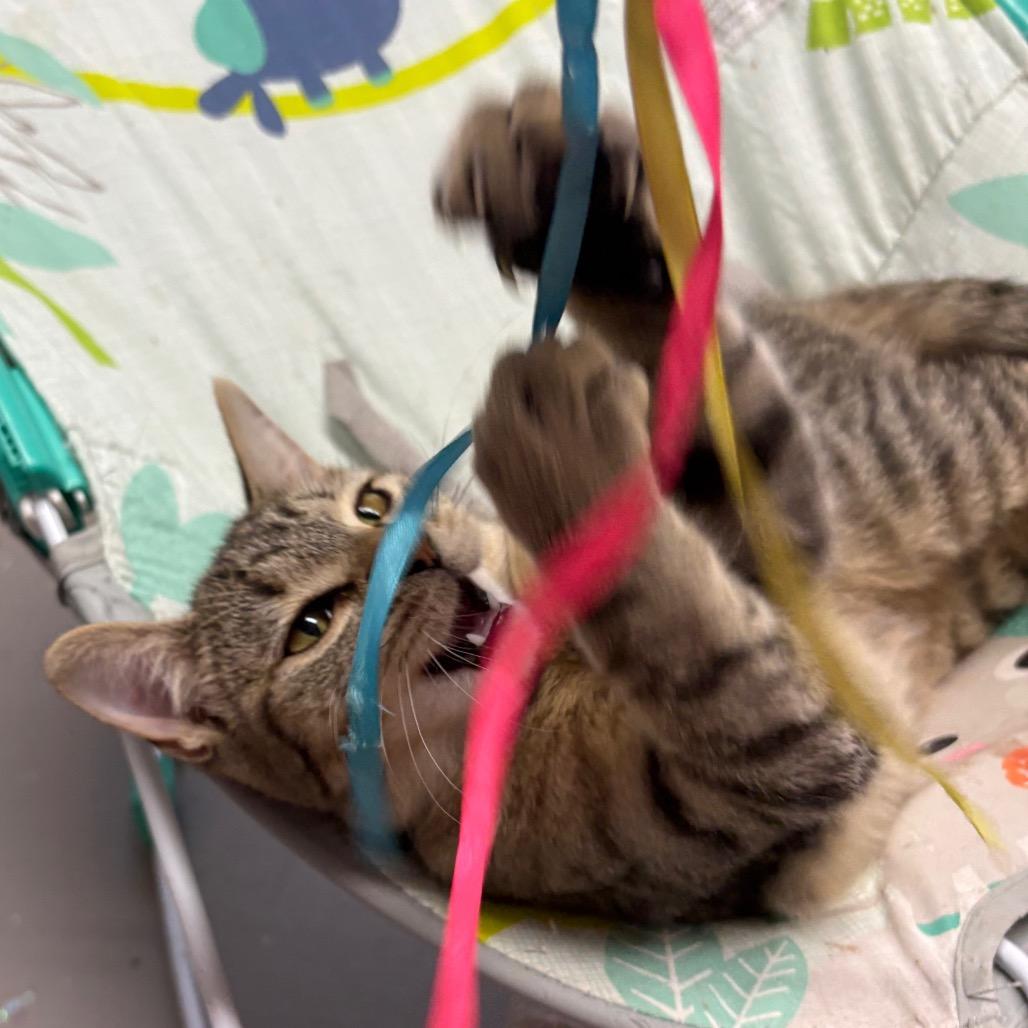 Enlarge Hana, a Adoptable Domestic Short Hair in Laredo, TX image 2/4