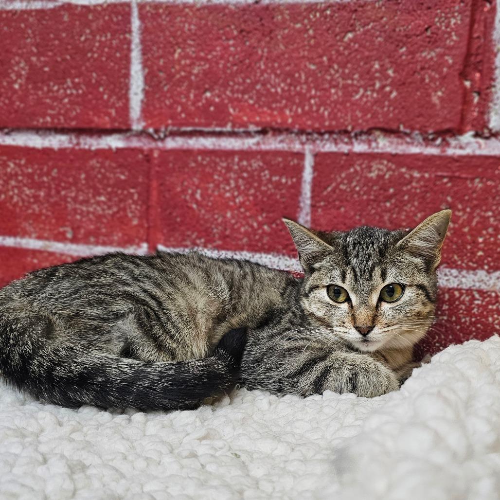 Enlarge Hana, a Adoptable Domestic Short Hair in Laredo, TX image 3/4