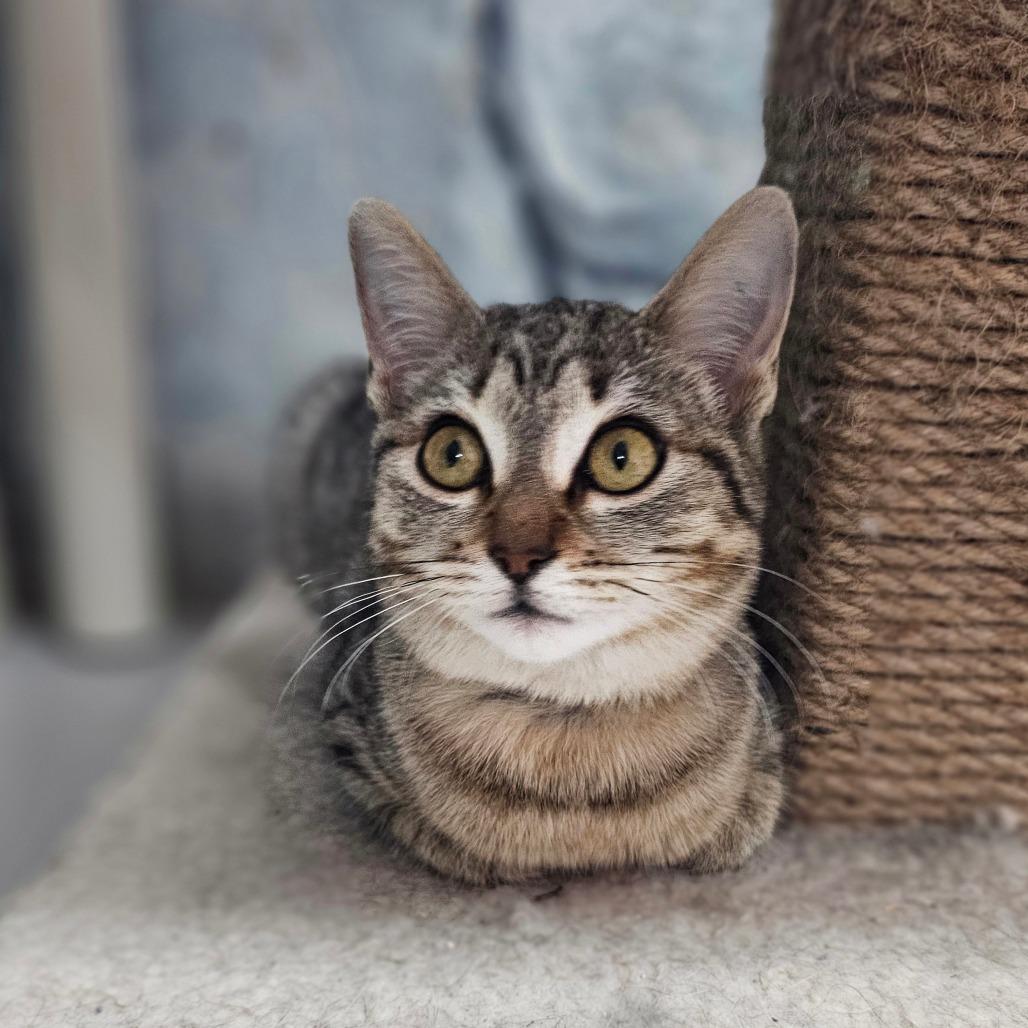 Enlarge Hana, a Adoptable Domestic Short Hair in Laredo, TX image 4/4