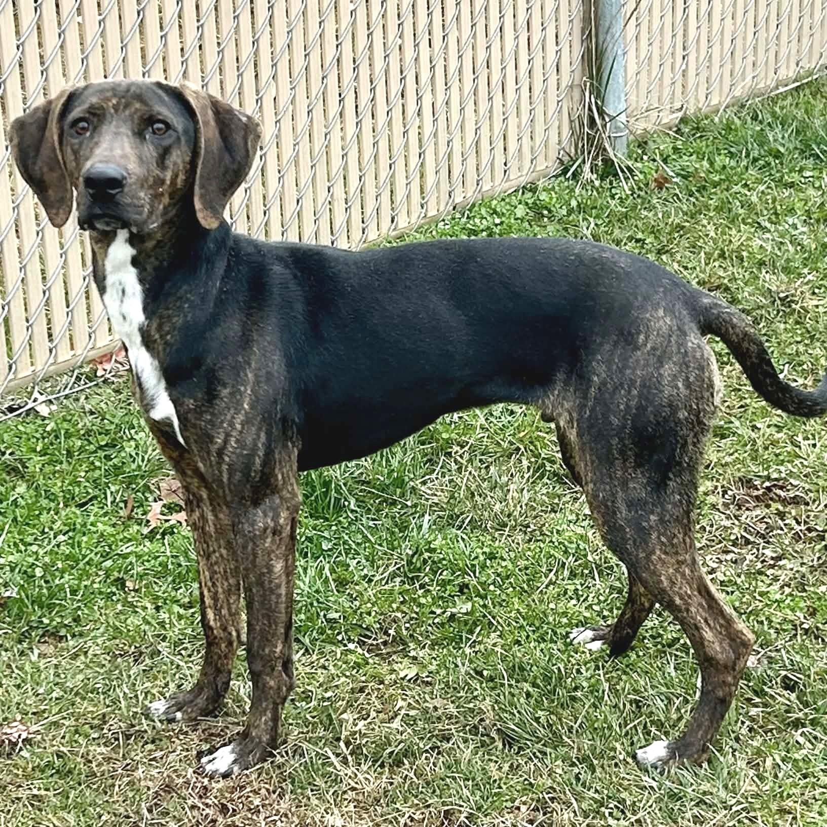 Enlarge Phillip - Big Puppy!, a ADOPTABLE Plott Hound in North Bay, ON image 4/6