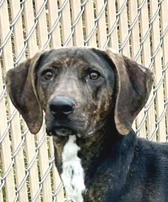 Enlarge Phillip - Big Puppy!, a ADOPTABLE Plott Hound in North Bay, ON image 1/6