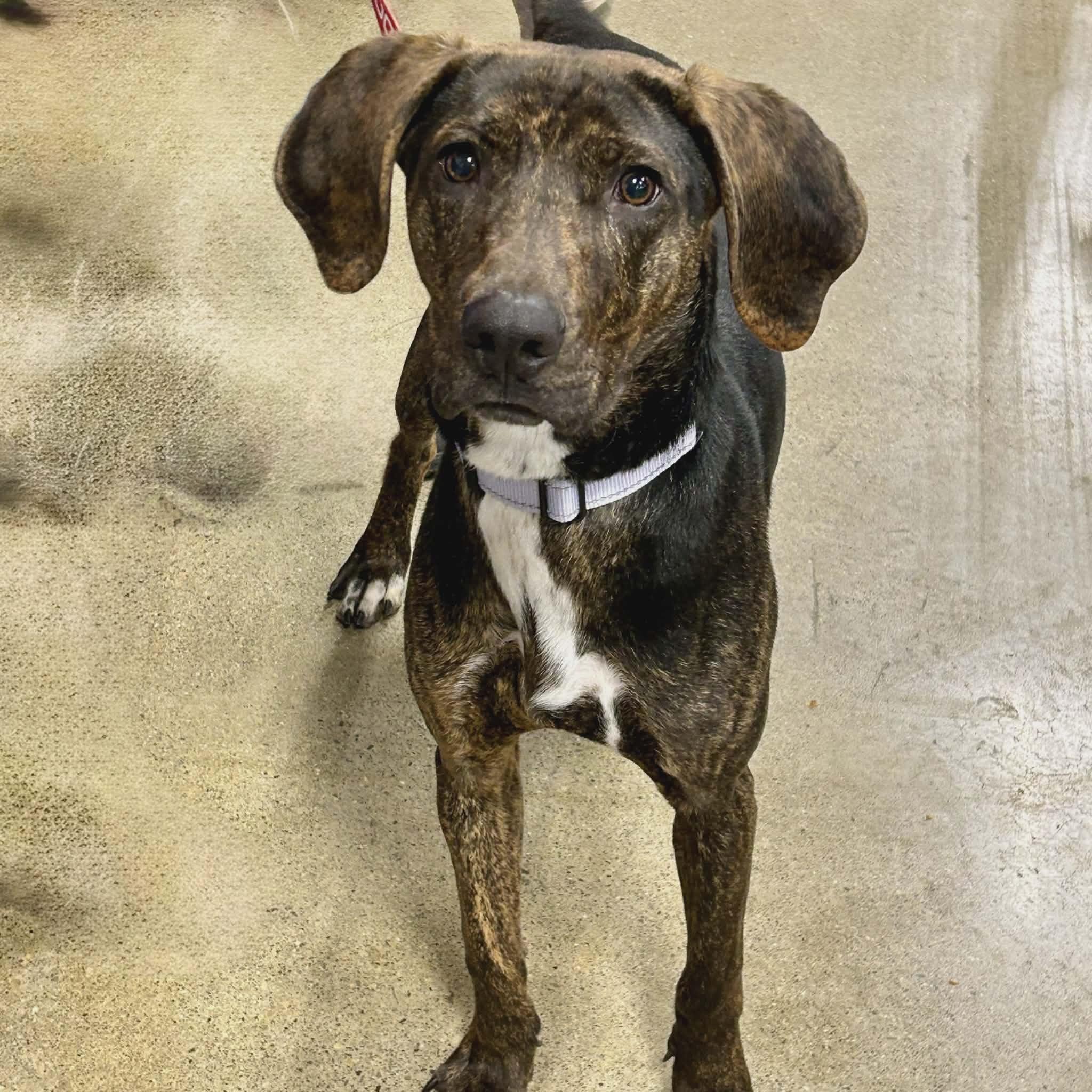 Enlarge Phillip - Big Puppy!, a ADOPTABLE Plott Hound in North Bay, ON image 5/6