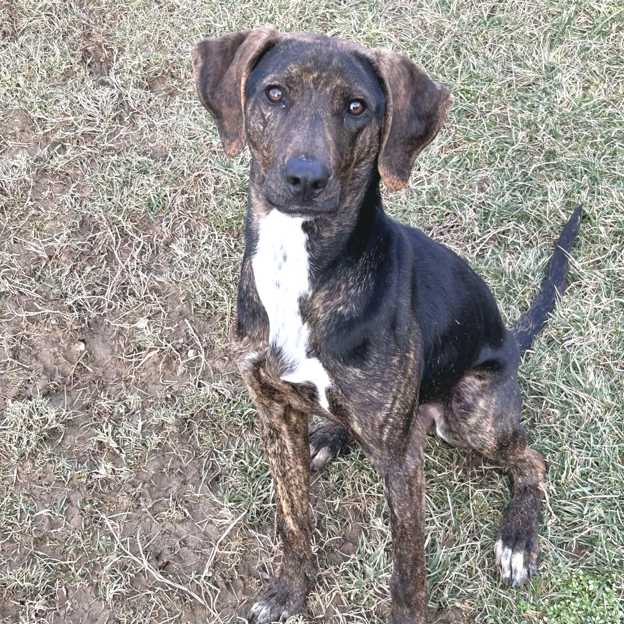 Phillip - Big Puppy!, adopted, Young Male Plott Hound.