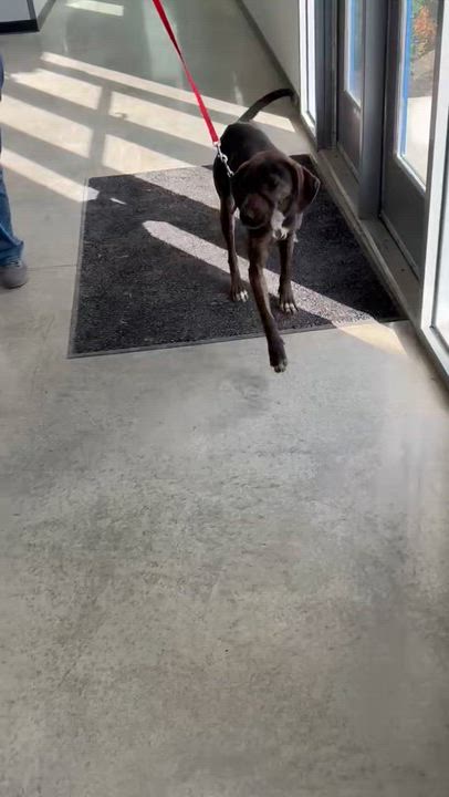 Enlarge Phillip - Big Puppy!, a ADOPTABLE Plott Hound in North Bay, ON video 6/6