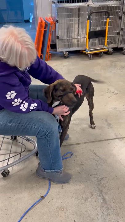 Enlarge Phillip - Big Puppy!, a ADOPTABLE Plott Hound in North Bay, ON video 2/6