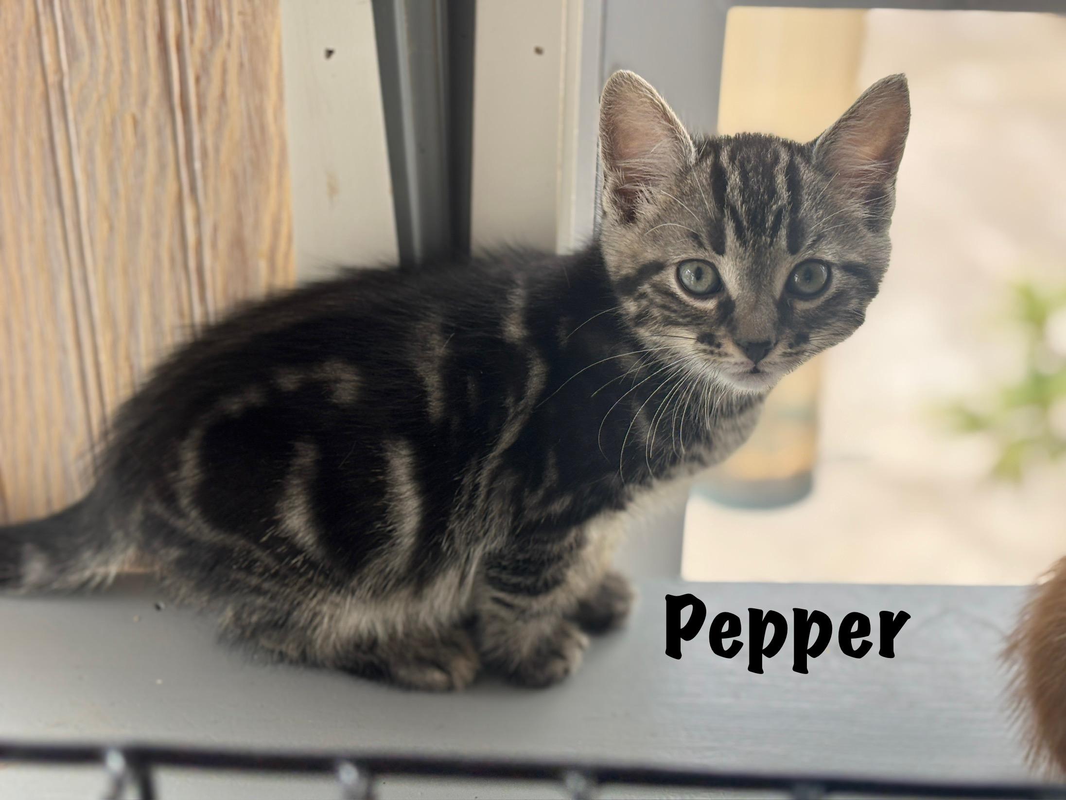 Enlarge Pepper, an adopted mixed breed in Vineyard Haven, MA image 1/1