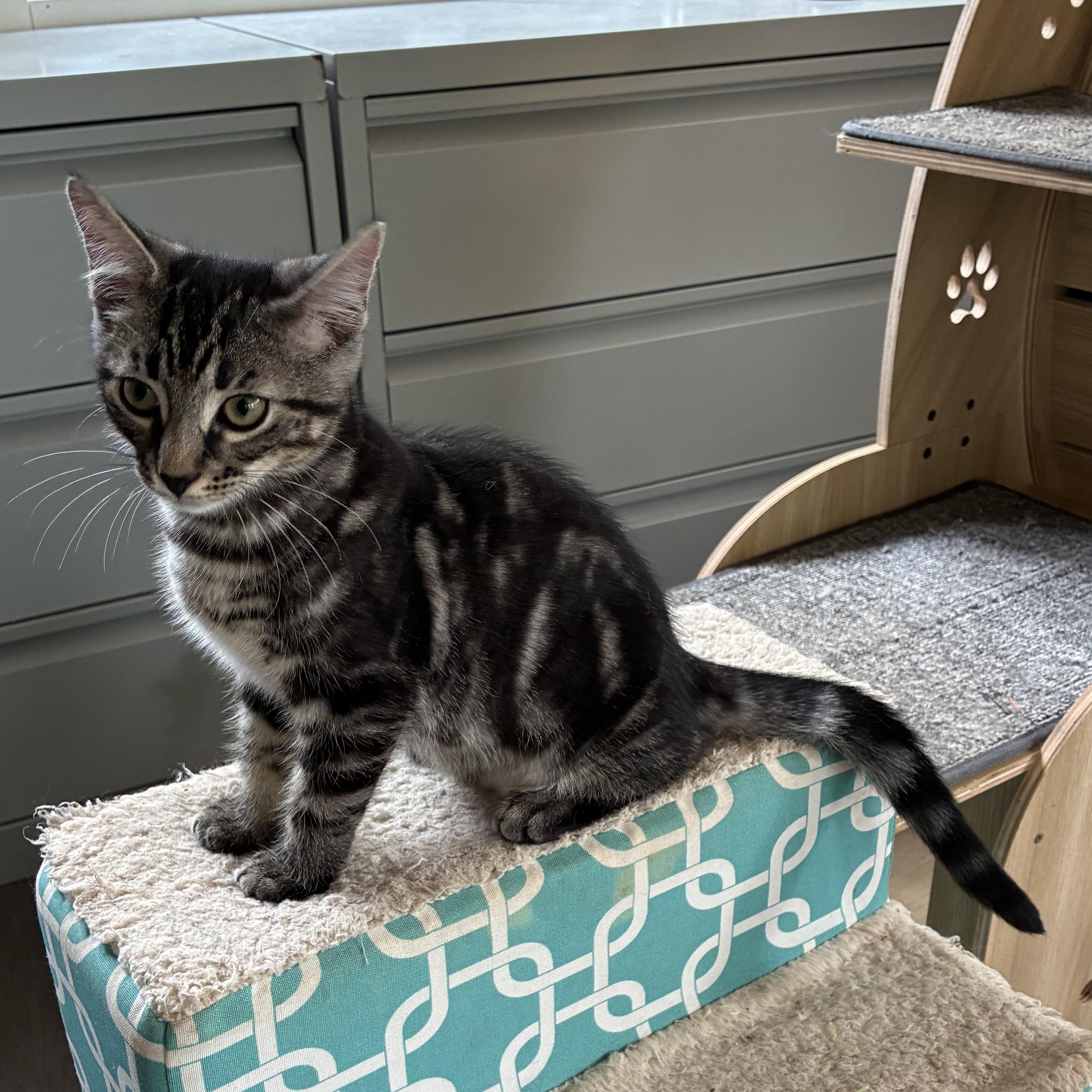 Pepper, an adopted mixed breed in Vineyard Haven, MA image 2/3