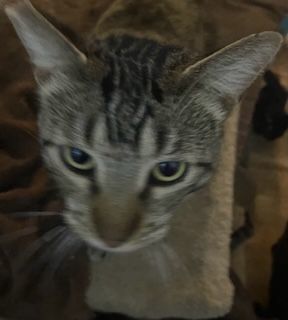 Grayson, Adoptable, Adult Male Tabby & Domestic Short Hair.