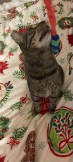 Grayson, a Adoptable mixed breed in Mesquite, TX image 5/6