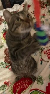 Grayson, a Adoptable mixed breed in Mesquite, TX image 6/6