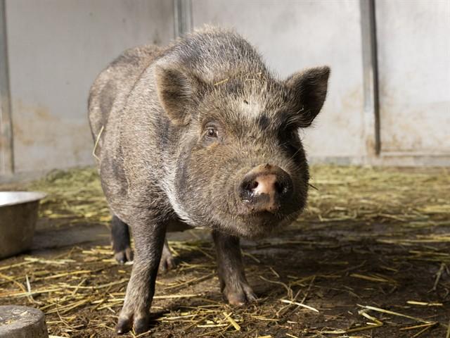 WISHFUL WILBUR, Adoptable, Young Male Pig.