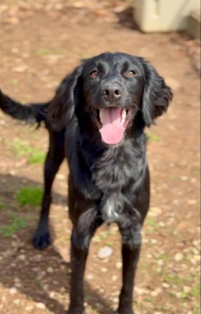 Enlarge Keno, a ADOPTABLE mixed breed in Ross, OH image 1/1