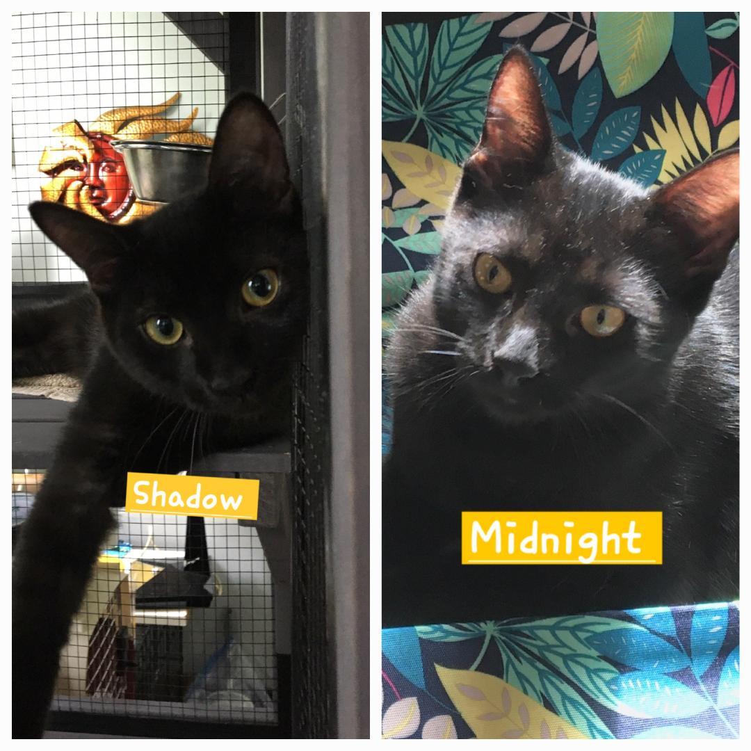 Twilight & Midnight (Luna & Pebbles adopted), a Adoptable Domestic Short Hair in staten island, NY image 2/4