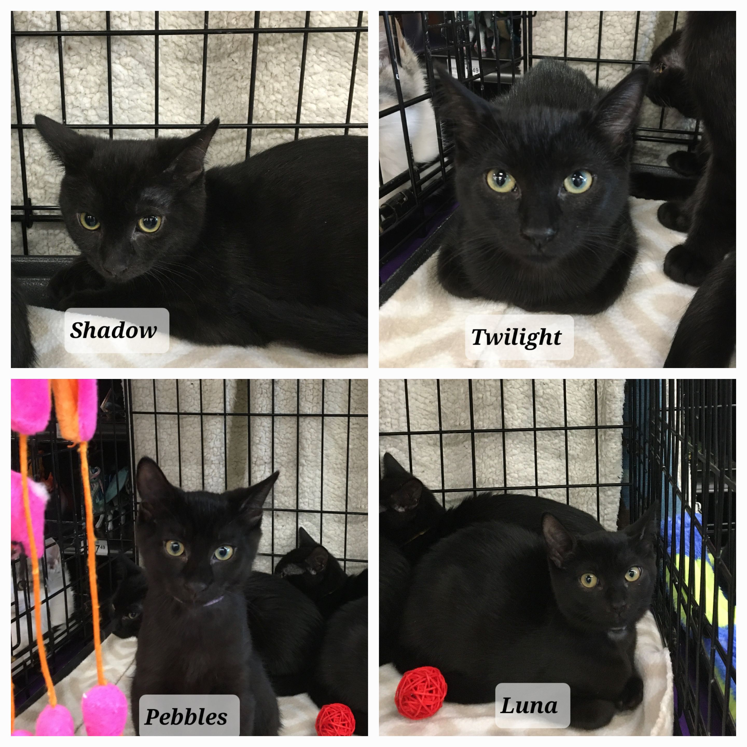Twilight & Midnight (Luna & Pebbles adopted), a Adoptable Domestic Short Hair in staten island, NY image 4/4