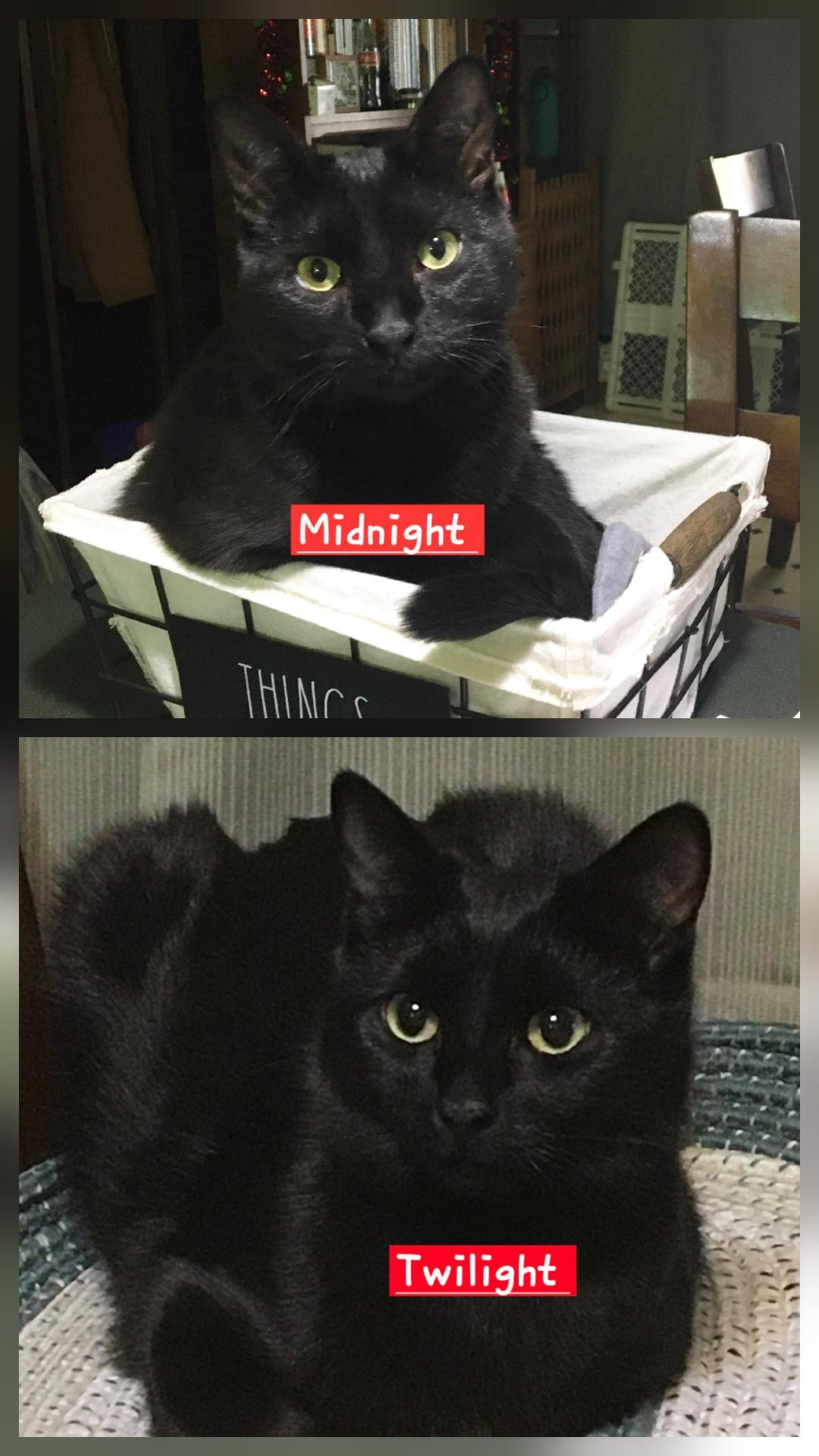 Twilight & Midnight (Luna & Pebbles adopted), Adoptable, Young Female Domestic Short Hair.